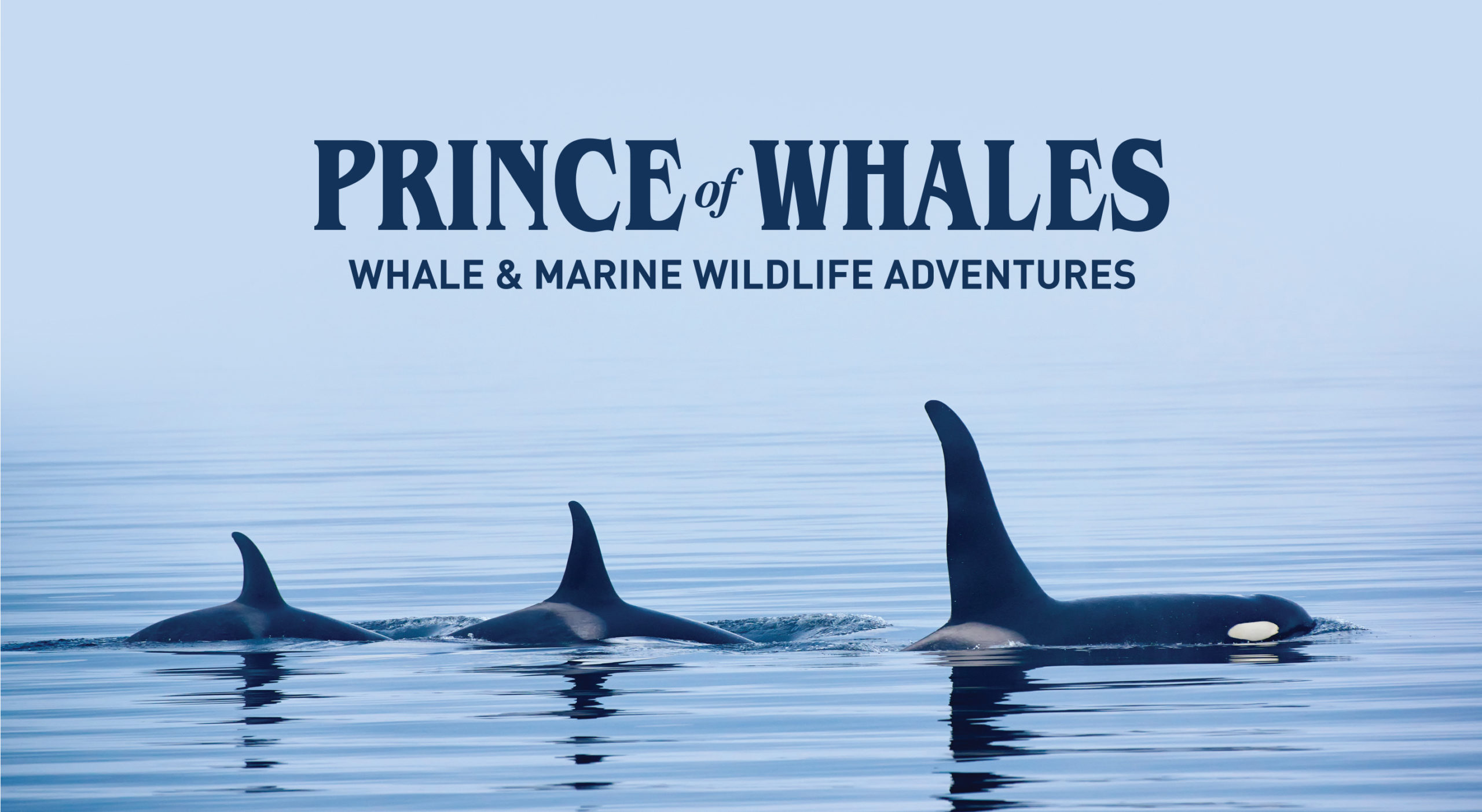 Prince of Whales Whale & Marine Wildlife Adventures eclipse360 Advertising and Digital